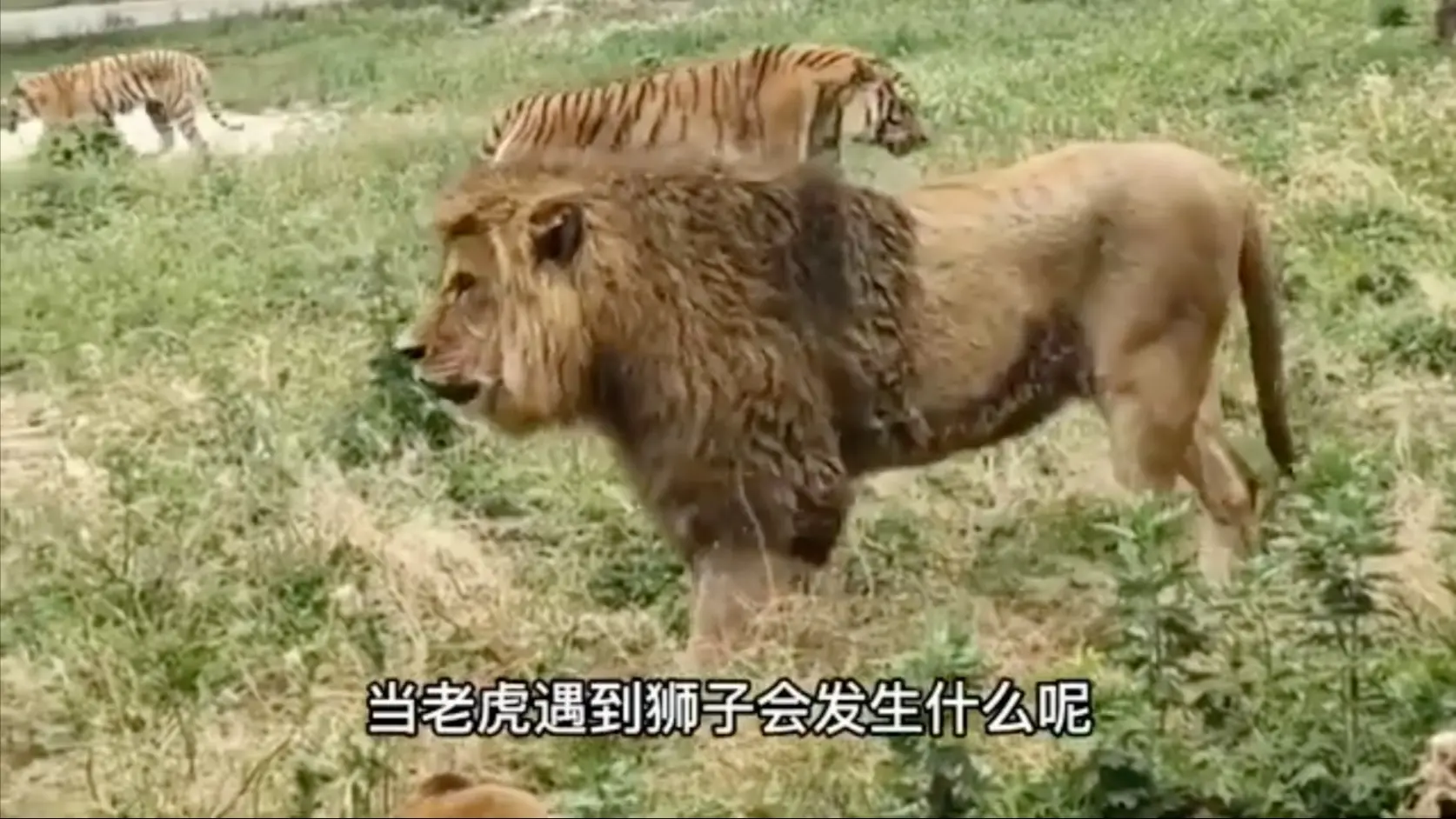 究竟谁才是真正的百兽之王？罕见的狮虎大战真实影像，战斗场面太过惨烈。_哔哩哔哩_bilibili