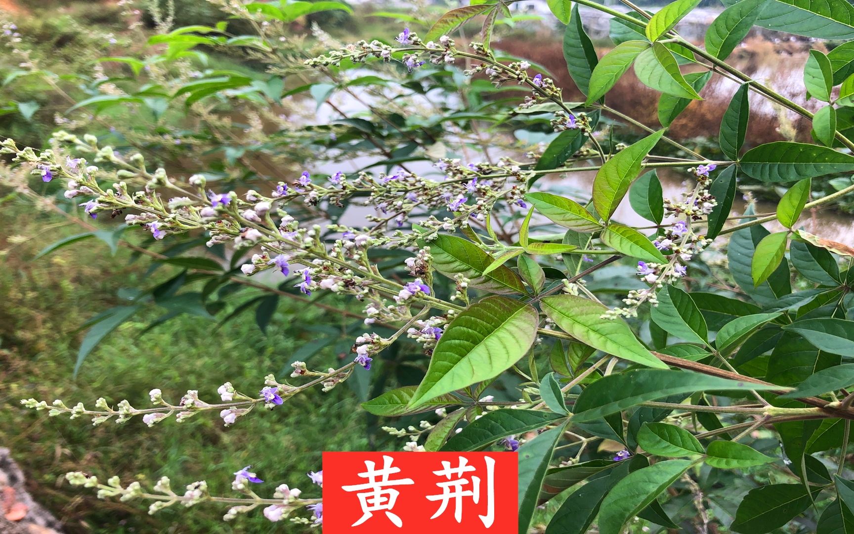 [图]黄荆是一种怎样的植物？为什么它的茎、叶、种子有这么多的用途？一起来看看