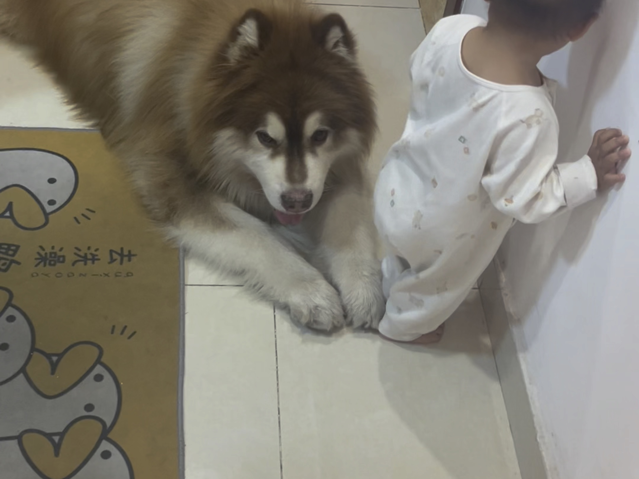 阿拉斯加timmy 鸭 我是拦路狗