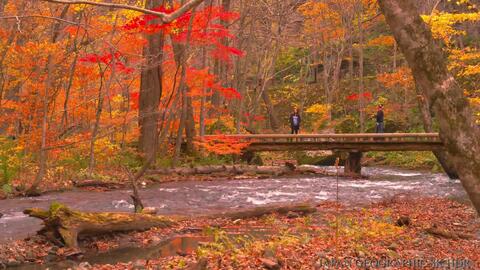 超清日本 青森県 白神山地十二湖的秋天 哔哩哔哩 Bilibili 超清日本 青森県 白神山地十二湖的秋天 哔哩哔哩 Bilibili
