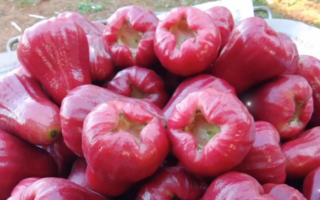 海南红宝石莲雾