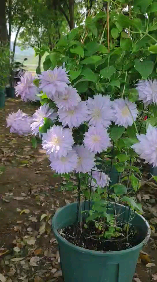 铁线莲沃金美女,重瓣铁线莲.春天第一波花