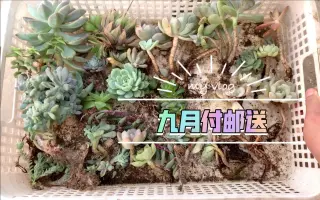 多肉子宝 搜索结果 哔哩哔哩 Bilibili