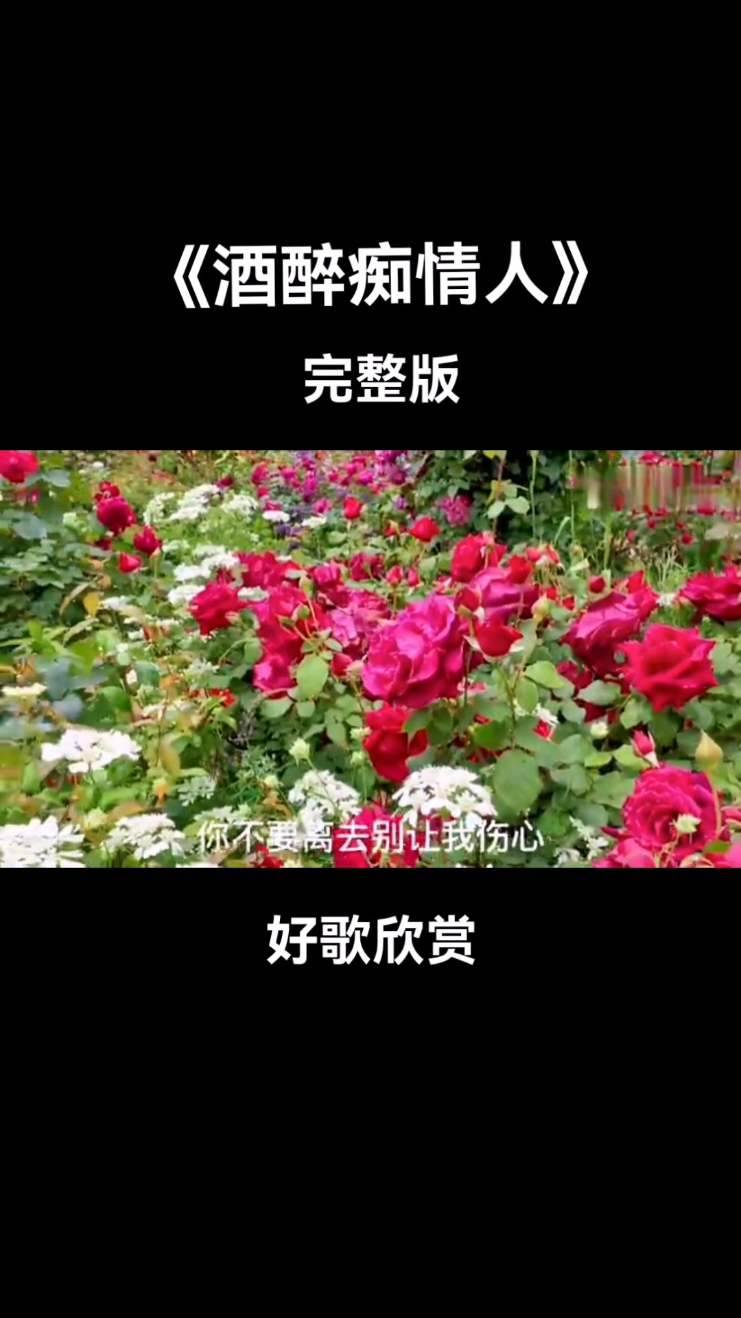 深情款款,百听不厌,韵味十足,醉人心田!