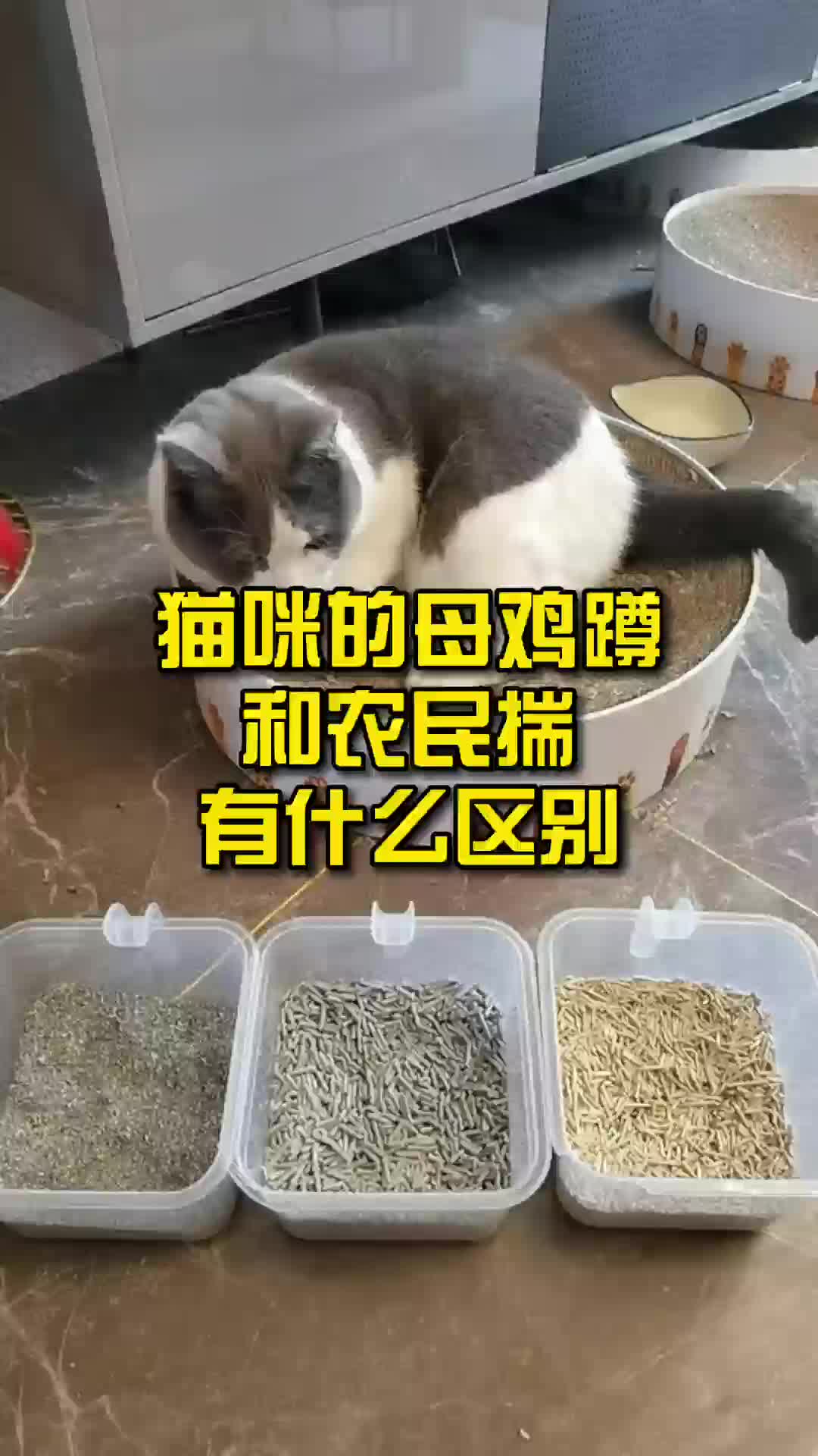 猫咪的母鸡蹲和农民揣有什么区别哔哩哔哩bilibili