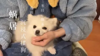 冬日蜗居｜沉浸式揉小狗｜看剧｜小狗暖手炉