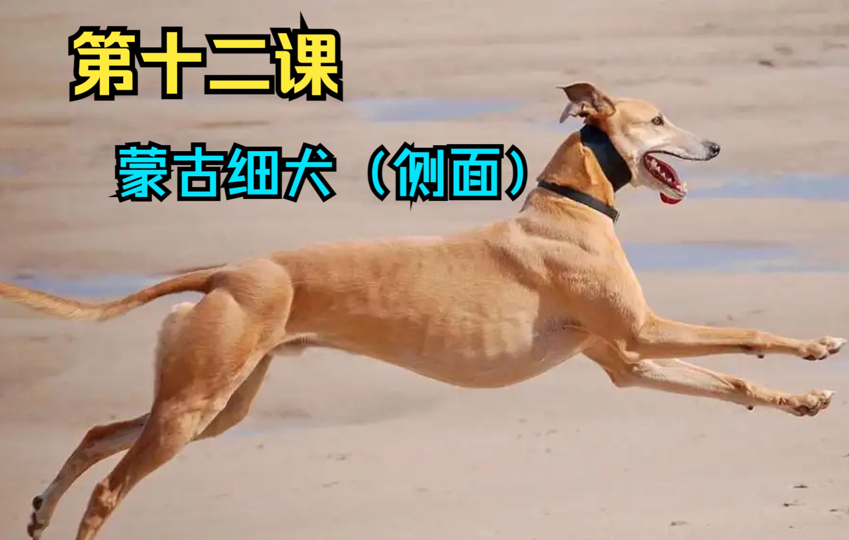 100个写实动物铅笔画教程12【蒙古细犬】侧面哔哩哔哩bilibili