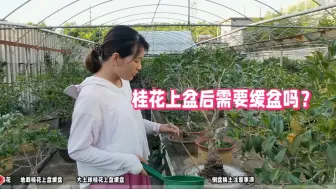 Download Video: 桂花上盆后需要缓盆多久？