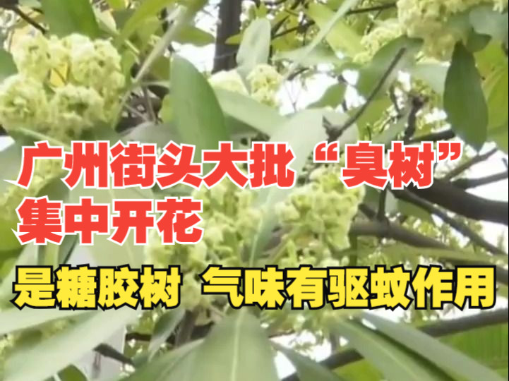 广州街头大批臭树集中开花,专家:这是糖胶树,气味具有驱蚊作用