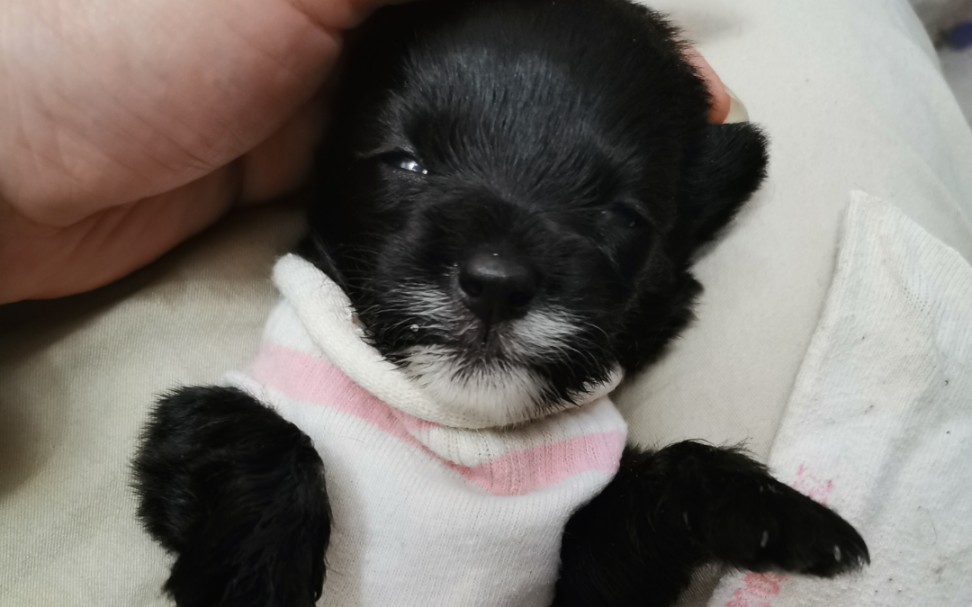 小奶黑狗"黑妞"第一次穿背心,漂亮.