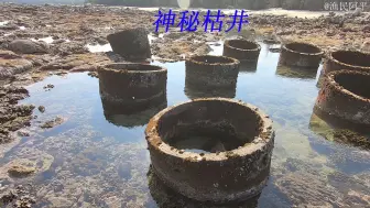 下载视频: 阿平赶海遇到了废弃的养鲍鱼水井，里面竟然搁浅着两只中华鲎