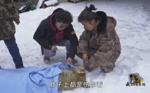 Скачать видео: 群狼咬死叛狼，临终狼嚎集体送别...