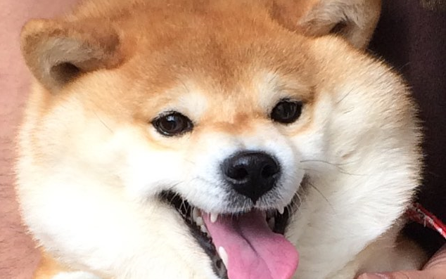 柴犬:旋风狗头之慢镜头