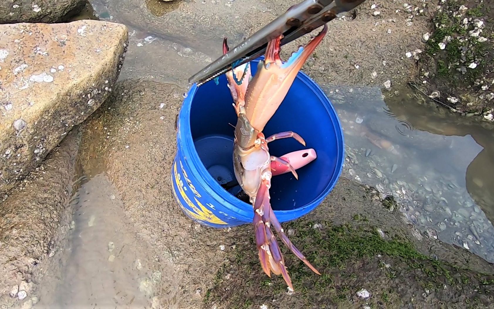 趕海發現比臉大的石頭蟹這麼大的非常少見還接連抓到運氣真好