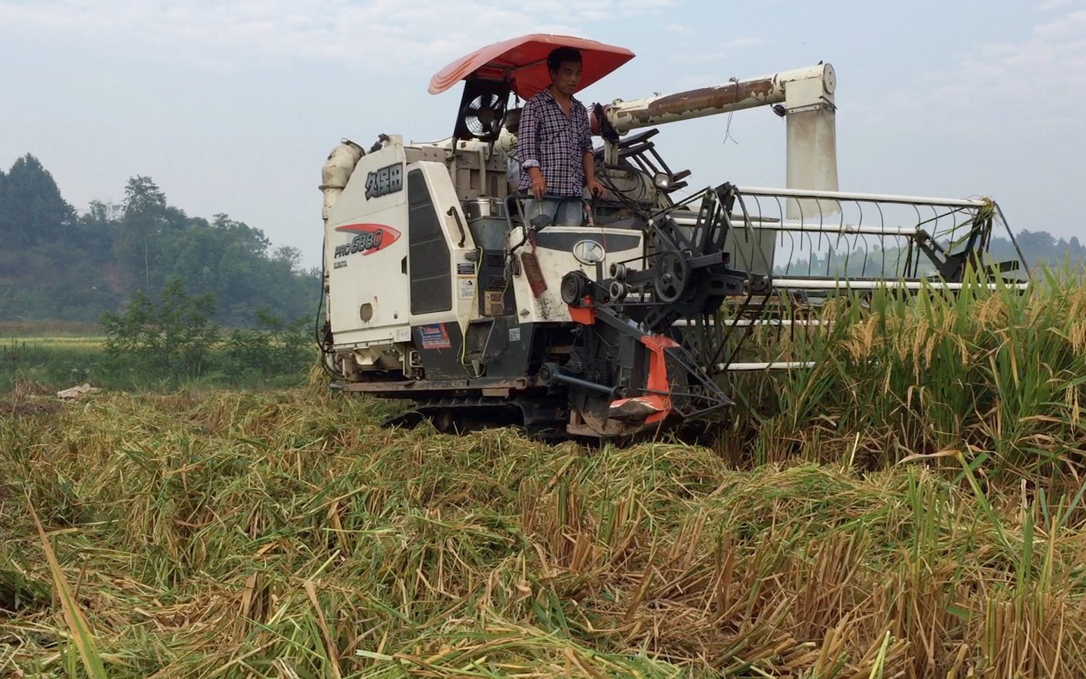 稻子熟了,这种收割机一亩收费80元,效率比传统打谷子高好几倍