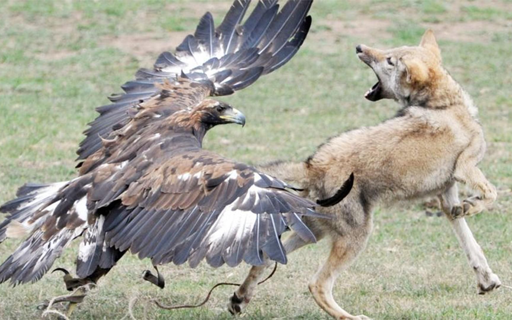 专吃狼的鸟,凶狠的狼看见就疯跑!听名字狼就"伤不起"!