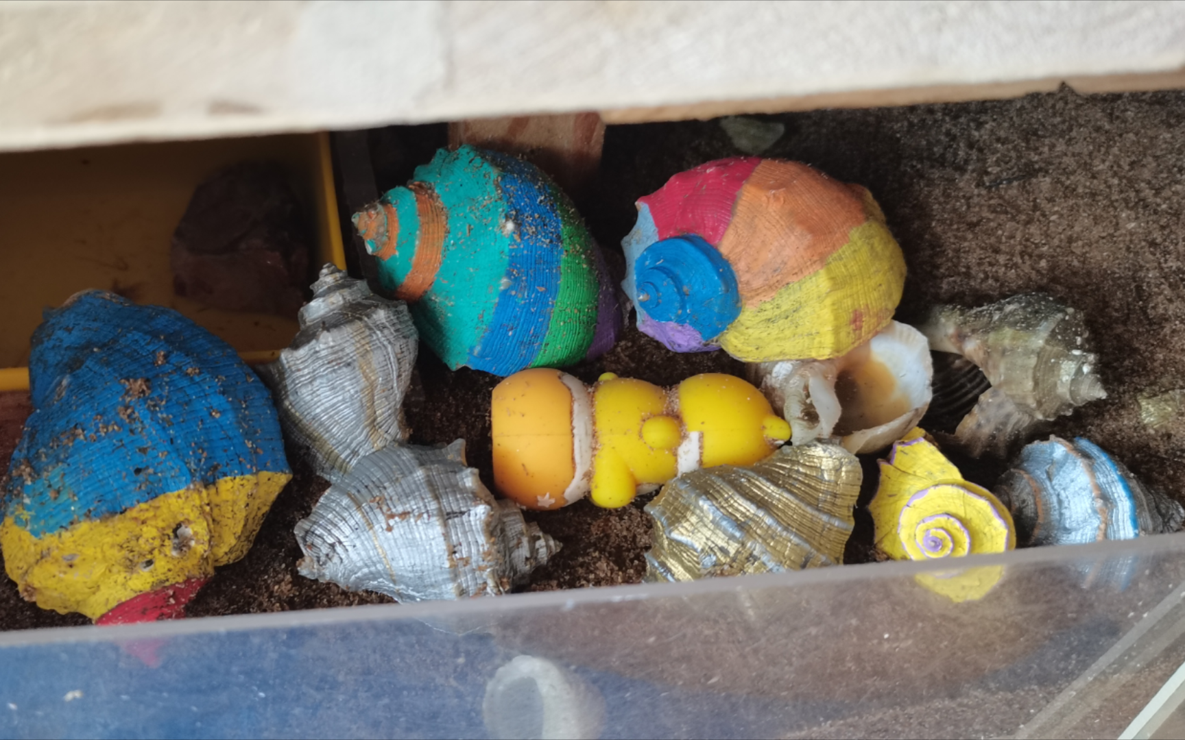 【谷哥瞎折腾】陆生寄居蟹 期待一20天的结果让人难过