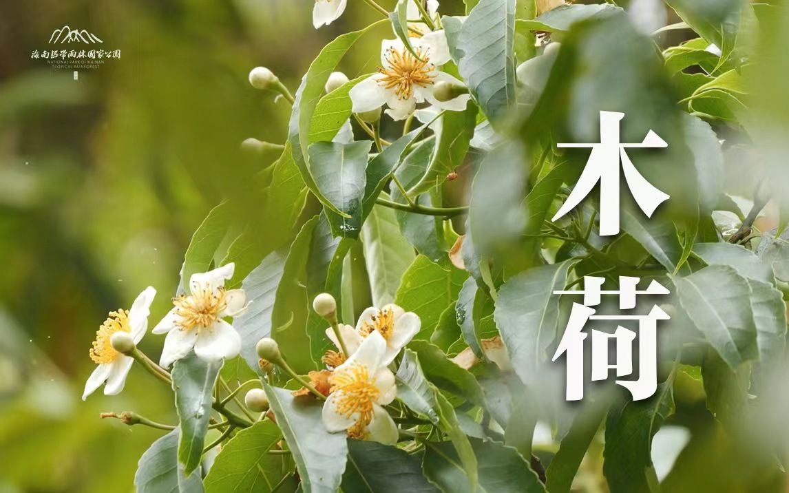 植物篇:木荷 | 海南热带雨林国家公园科普视频系列哔哩哔哩bilibili