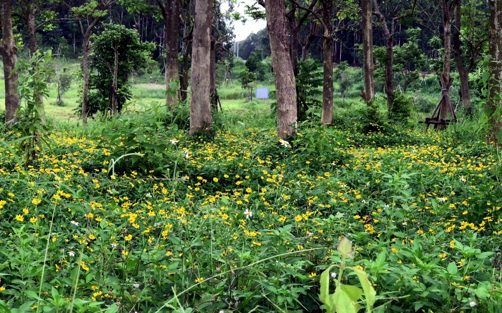 00024M7eflowers in the forest 森林里的花草 4K高清风景 红花绿叶+电音哔哩哔哩bilibili