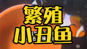 小丑鱼繁殖