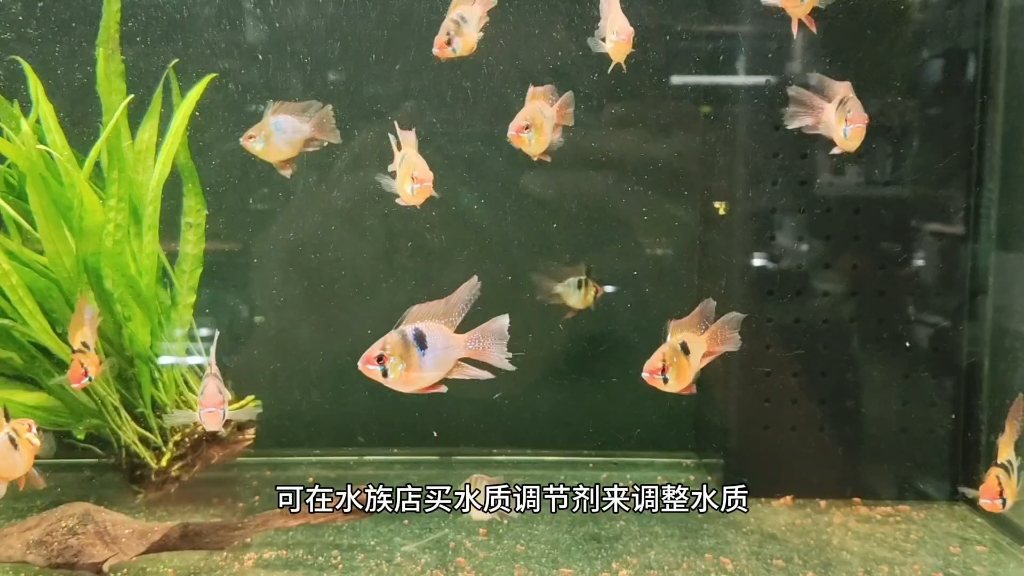 荷兰凤凰鱼属于南美短鲷鱼,颜值高但不是很好养,怎么养活它