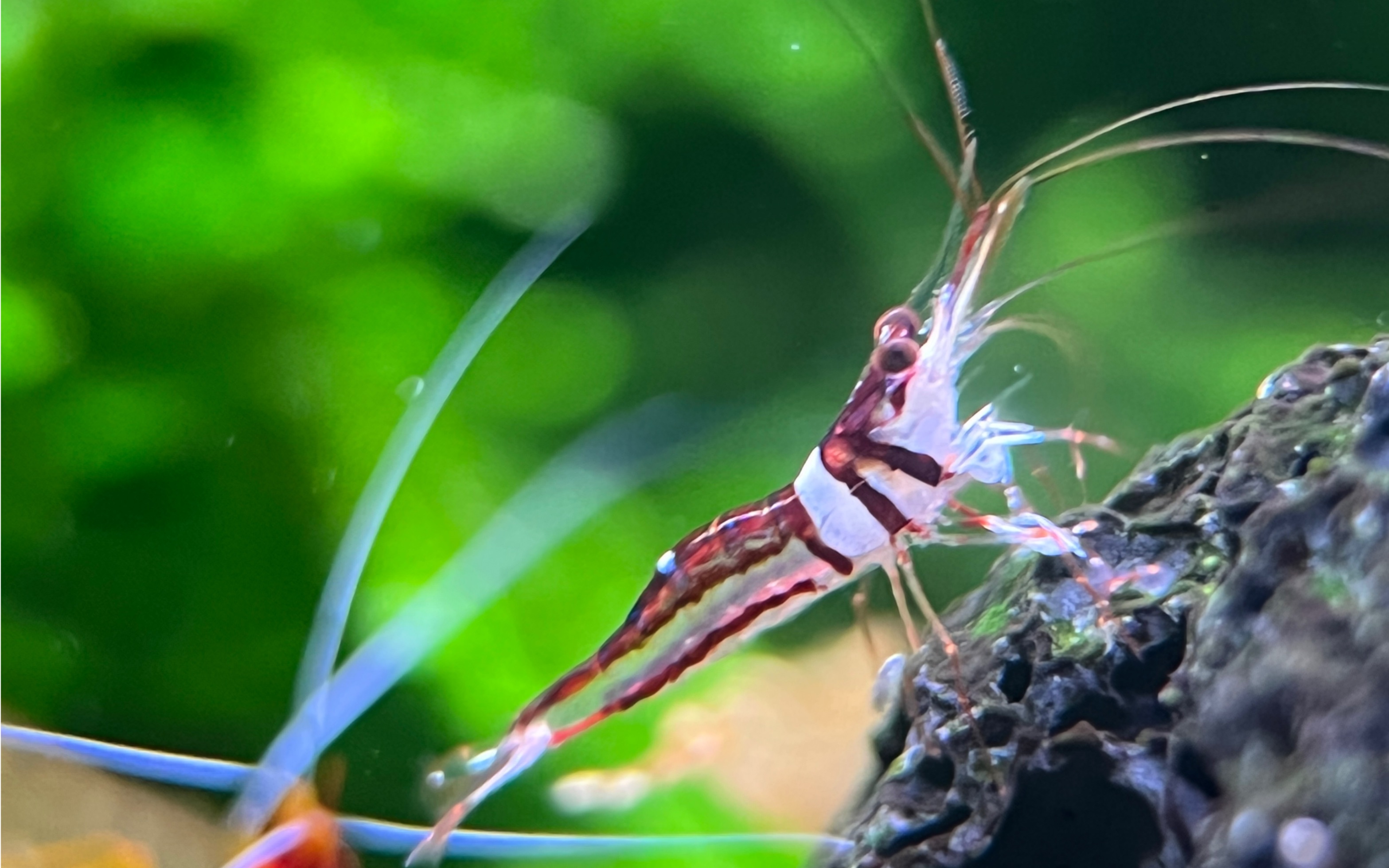 苏虾之美:可乐.