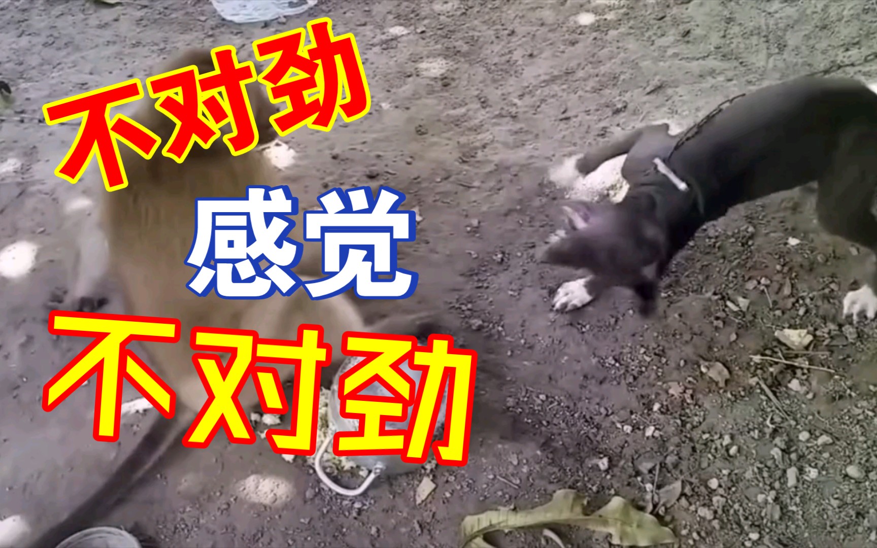 孙悟空vs哮天犬
