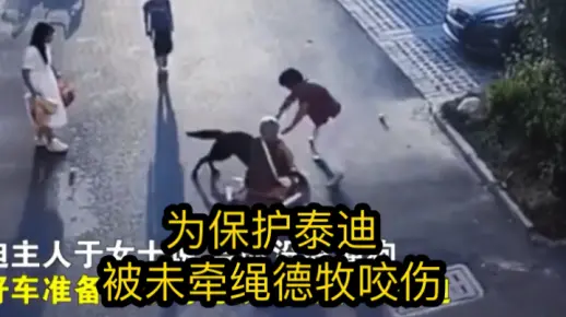 女主人为保护泰迪被未牵绳德牧咬伤：不救后果不堪设想，德牧主任赔偿3000元