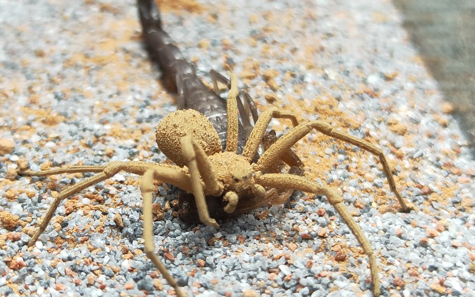 刺客骑脸怎么输六眼沙蛛正面突袭黑金刚蝎