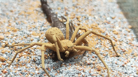 六眼沙蛛 毒性最強之一的蜘蛛 毒牙卻這麽小 ಡwಡ Hiahiahia 哔哩哔哩 Bilibili