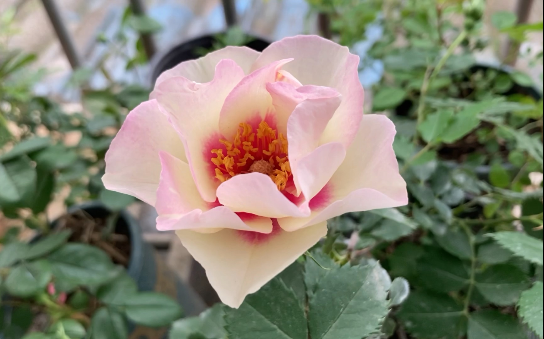 月季-公牛的眼睛