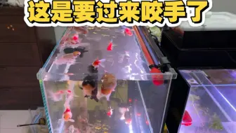 咬手的金鱼