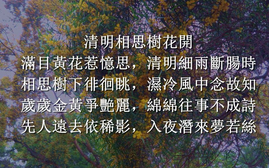 [图]清明-相思树花开