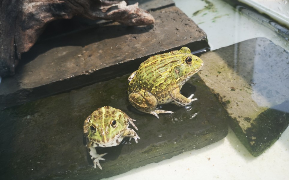 非洲牛蛙饲养心得