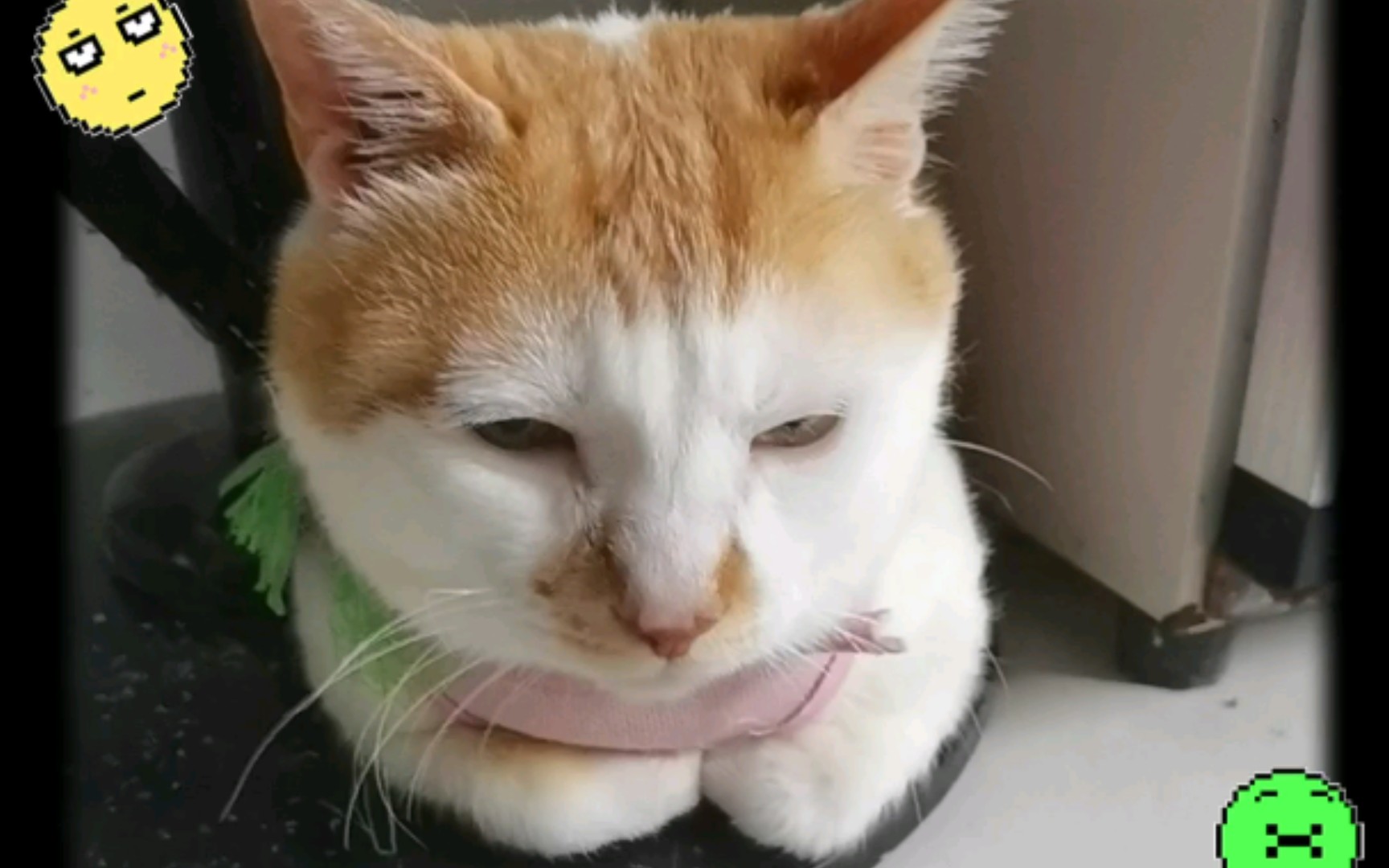 我家橘猫~中华田园猫可爱搞笑揣手手瞬间~说明猫咪很信任我哦,感动