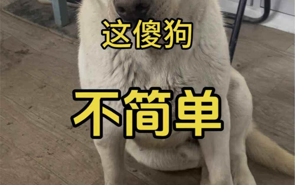 越来越觉得这傻狗不简单,心机太深了!