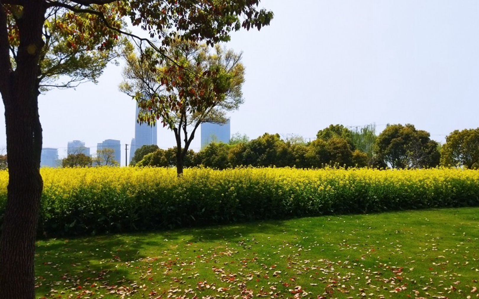 上海後灘公園,黃浦江邊的田園景色(14)