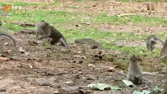 Скачать видео: 一群公猴看上了母猴，要把母的幼崽咬死 母猴拼命的保护，抱幼崽他们开始撕咬母猴