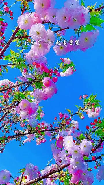 [图]#歌曲百花丛中等你来 #赏花🌸听歌🎶