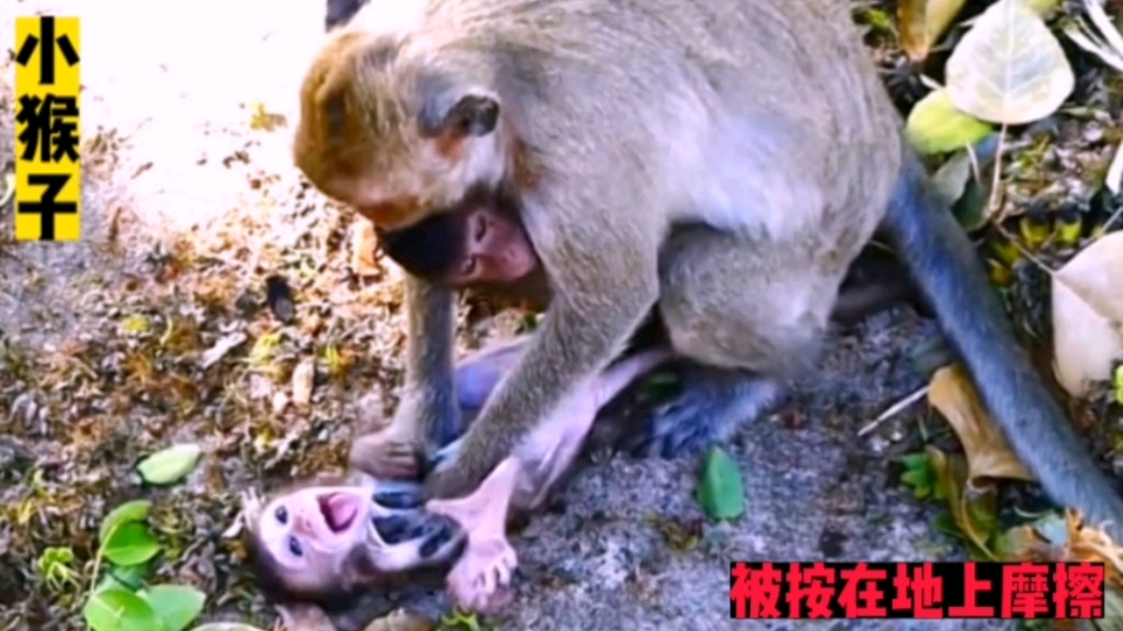 小猴子大喊大叫,被母猴按在地上摩擦发电
