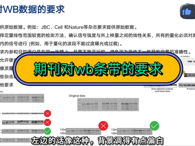 wb代做,wb趋势定制,western blot实验.出结果时间私聊后确定.结果保证唯一可靠,终身保障,胶片作图分析!哔哩哔哩bilibili