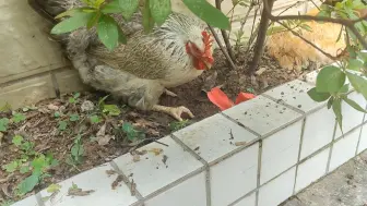 Tải video: 奖白芦花一朵大红花……