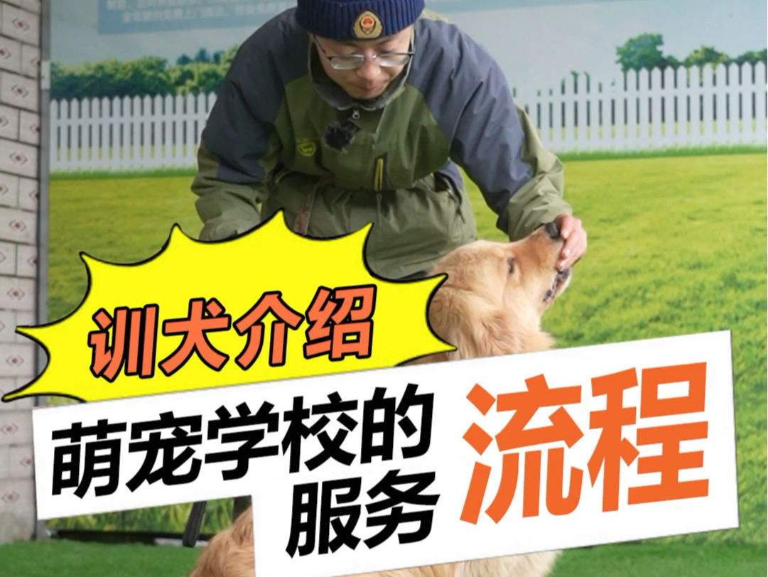 武汉训犬学校,武汉本地训犬学校,拥有23年训犬经验/包教包会#武汉训犬 #武汉训犬师培训 #湖北萌宠训犬学校 #宠物狗培训基地 #狗狗上学哔哩哔哩bilibili