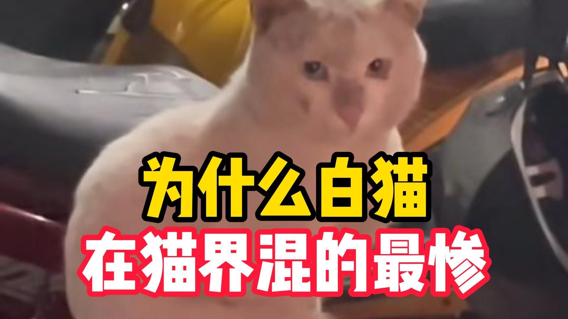 [图]为什么小白被猫界“霸凌”，不受欢迎？