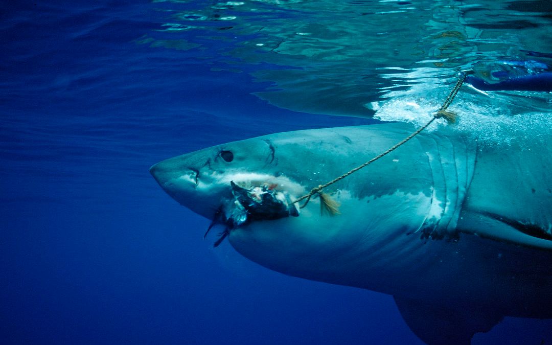 海洋霸主巨齿鲨,体重60吨!鲸鱼只够它塞牙缝儿,每天要吃多少食物?