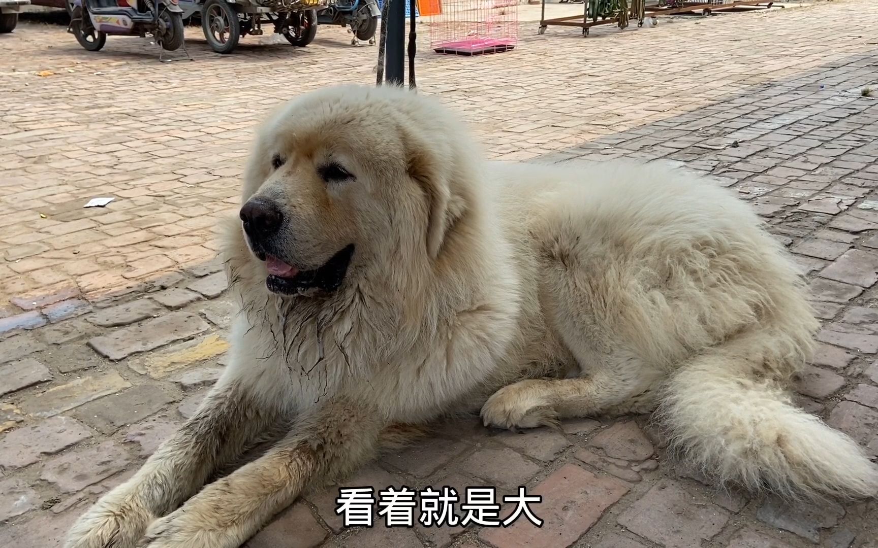 [图]狗市遇大型冷门猛犬大白熊，150多斤的体重显得特别凶猛，吓人！