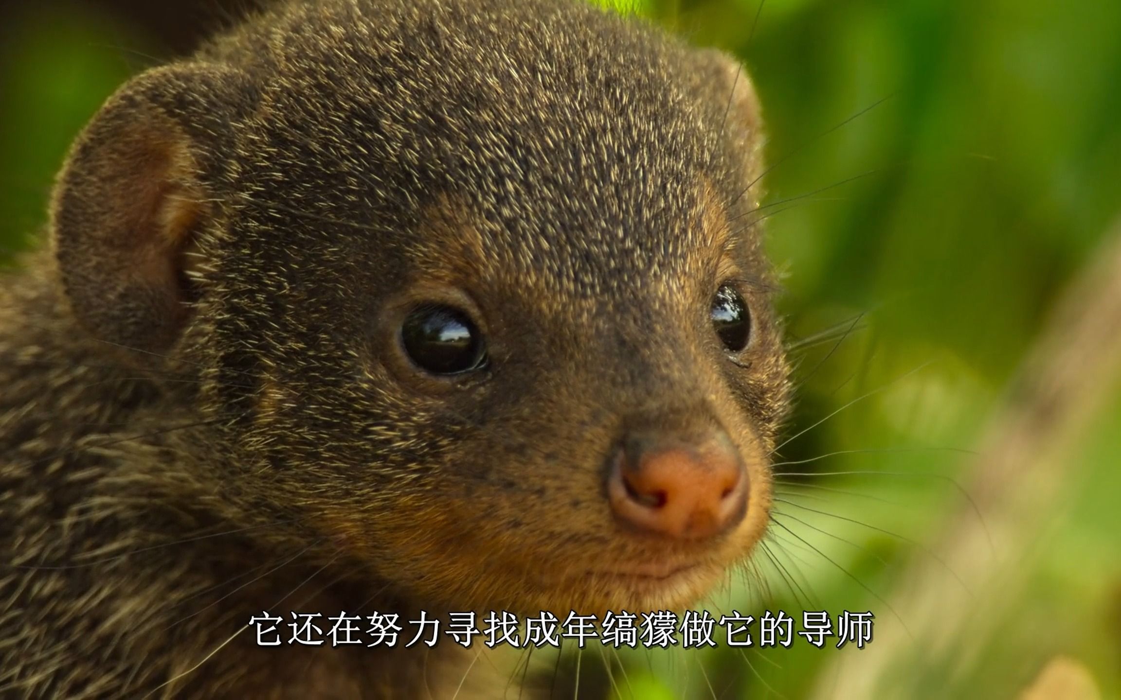 [图]纪录片【野生动物宝宝】剪辑—小缟獴宝宝基多的大家庭生活