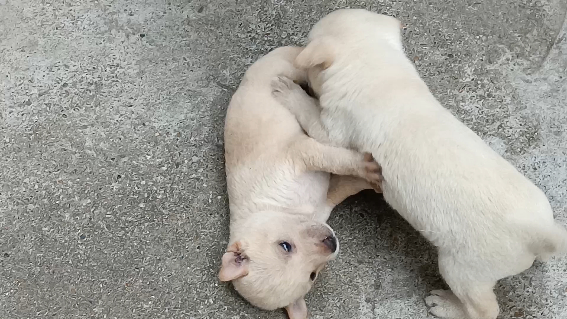 小小白真是皮得很