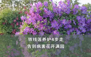 Download Video: 【海妈园艺课堂】铁线莲养护4步走 告别病害花开满园