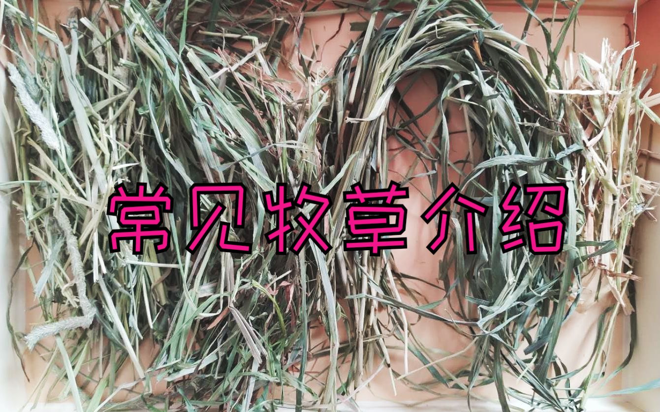 【科普向】荷兰猪常见牧草介绍(上)哔哩哔哩bilibili